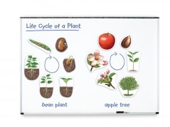 Magnetický životní cyklus - Rostlina