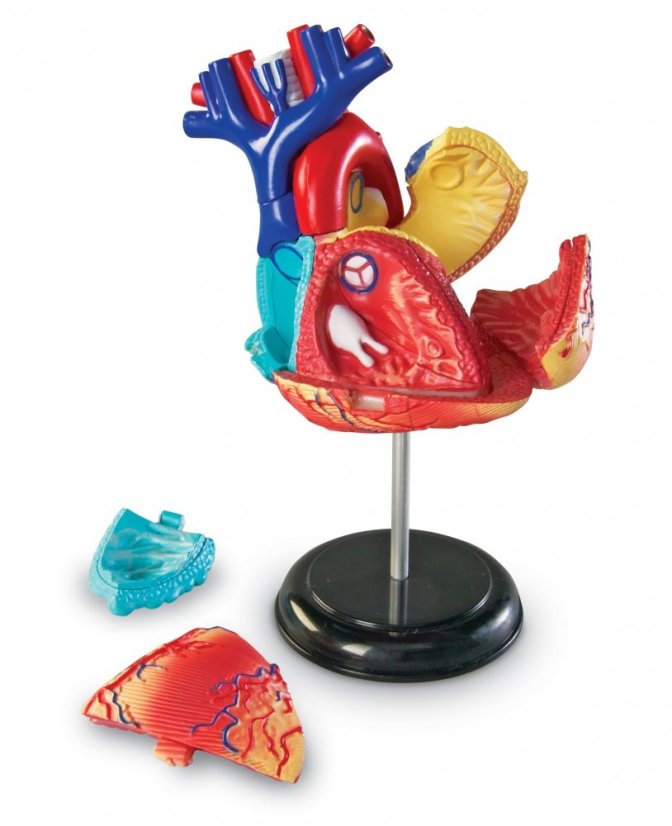 Anatomický model srdce