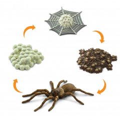 Životní cyklus - Pavouk