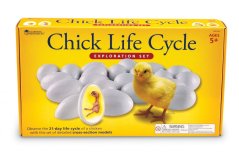 Životní cyklus kuřete