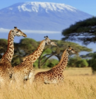 Safari