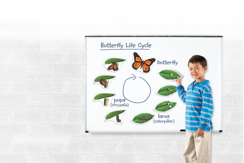 Magnetický životní cyklus - Motýl