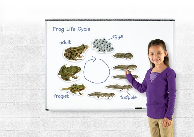 Magnetický životní cyklus - Žába